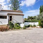 Araucaria *